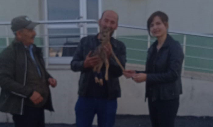 Samsun’da yaralı karaca kurtarıldı