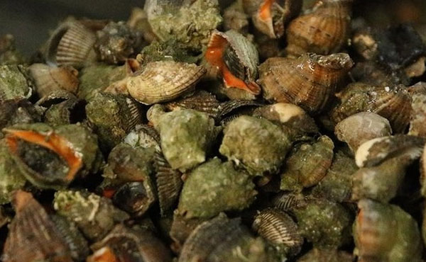Samsun’da 160 kilogram Deniz Salyangozuna el konuldu